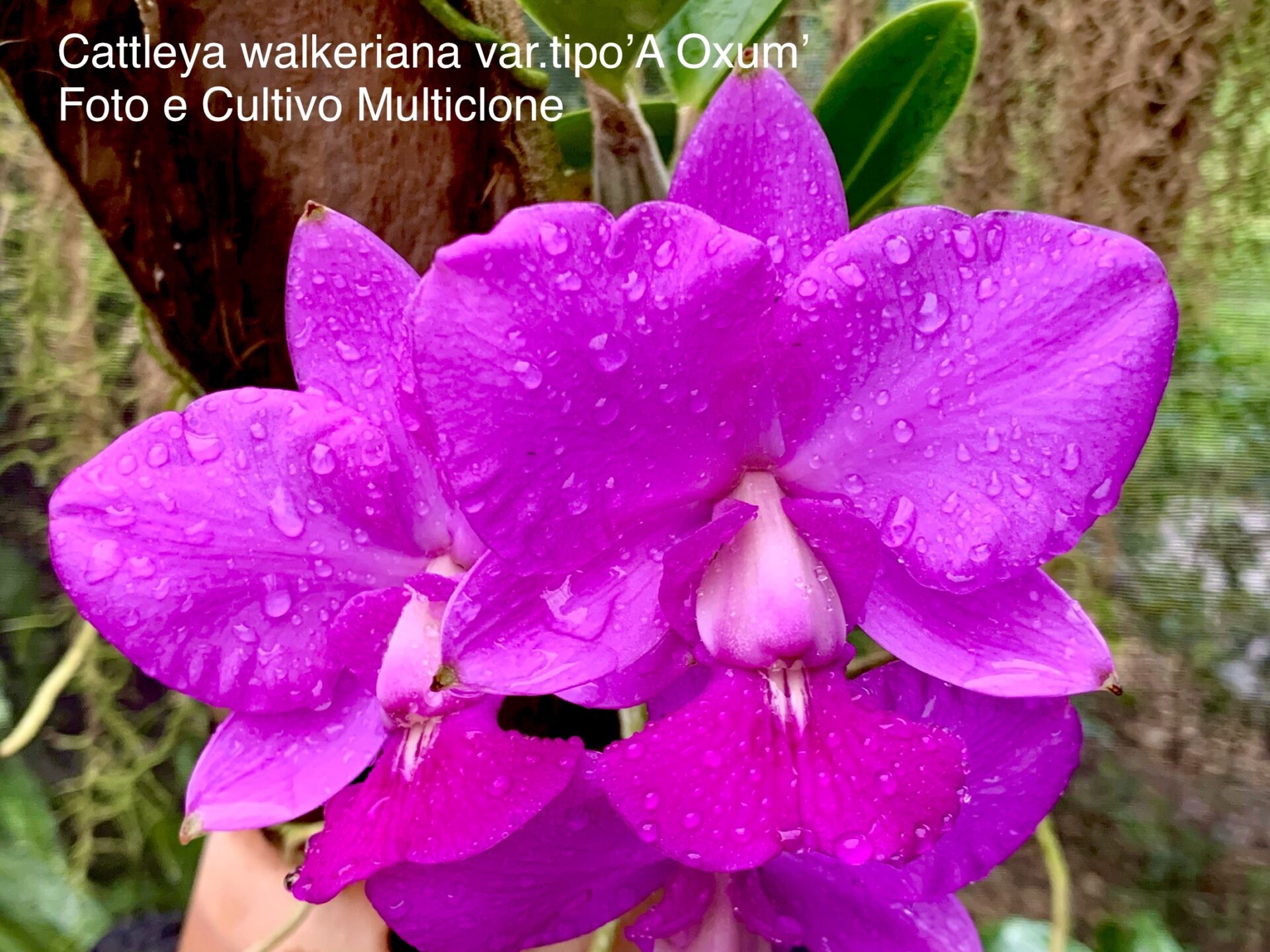 Cattleya walkeriana var.tipo ‘A Oxum’ - Imagem 5