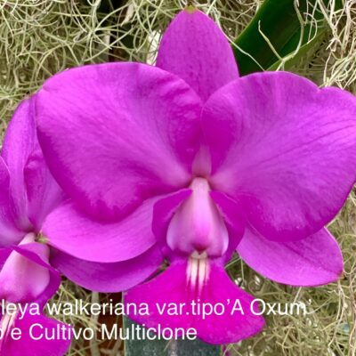 Cattleya walkeriana var.tipo ‘A Oxum’