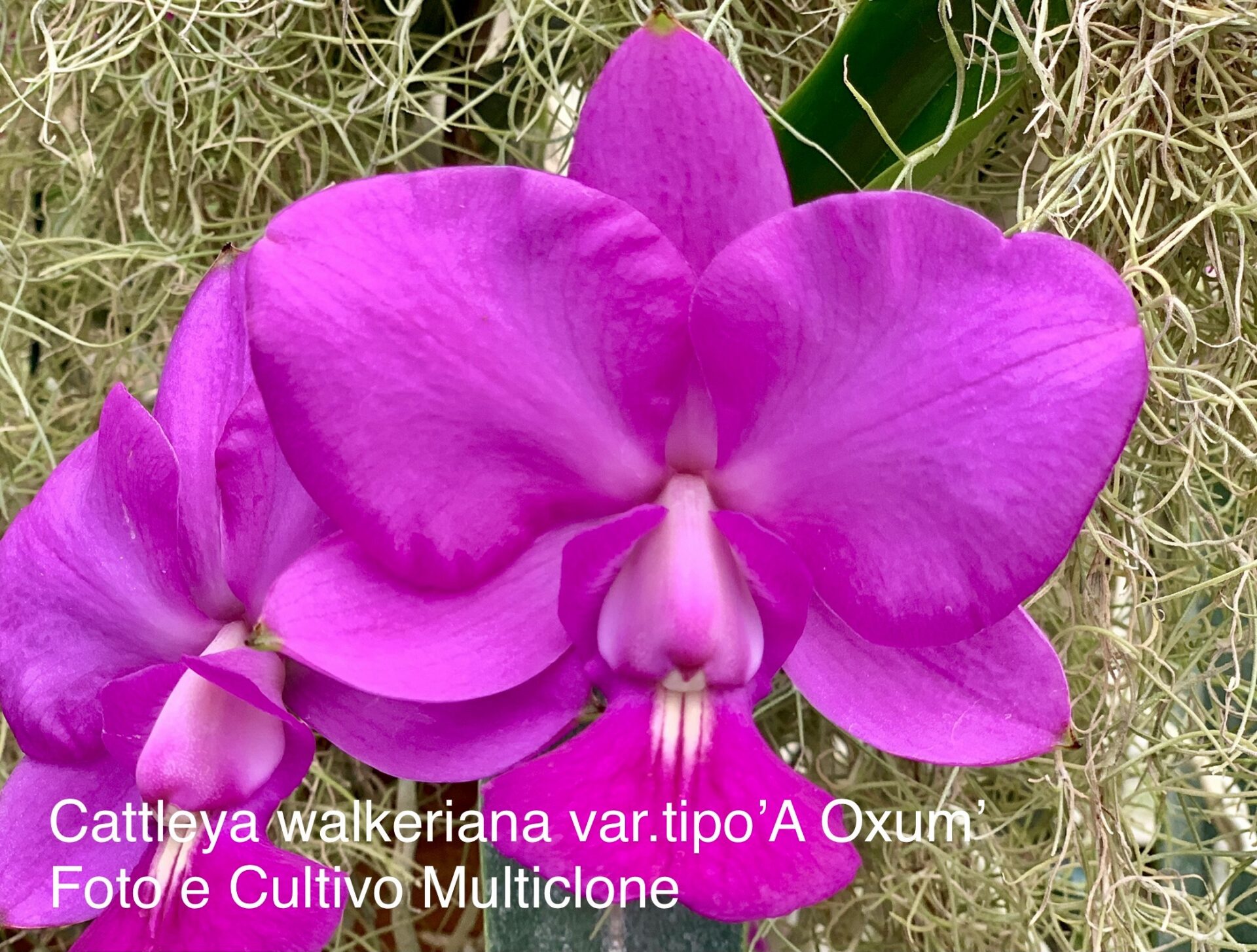 Cattleya walkeriana var.tipo ‘A Oxum’