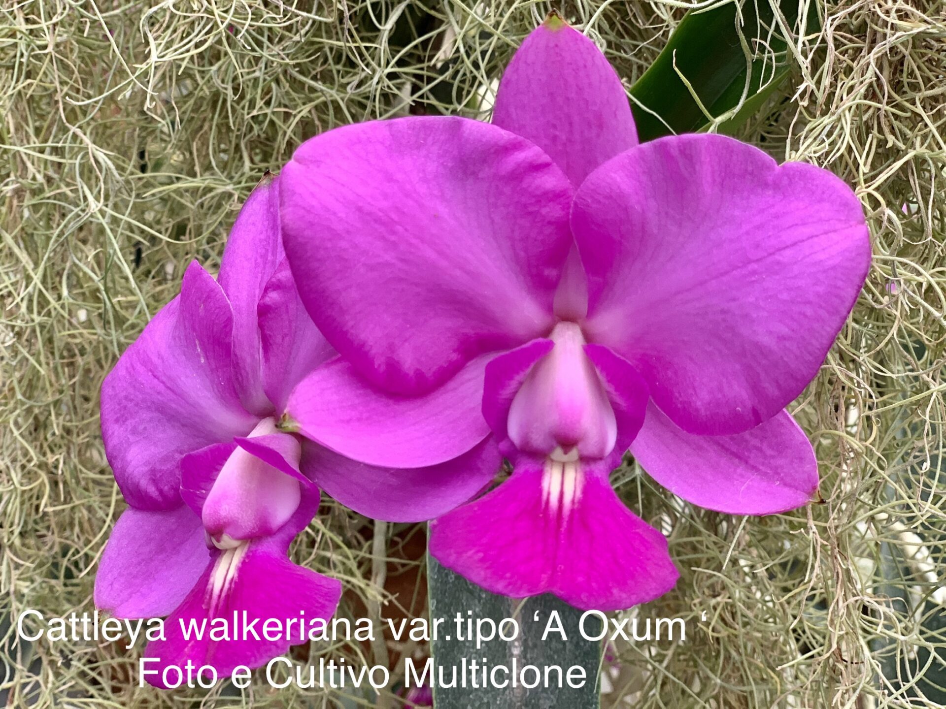 Cattleya walkeriana var.tipo ‘A Oxum’ - Imagem 3