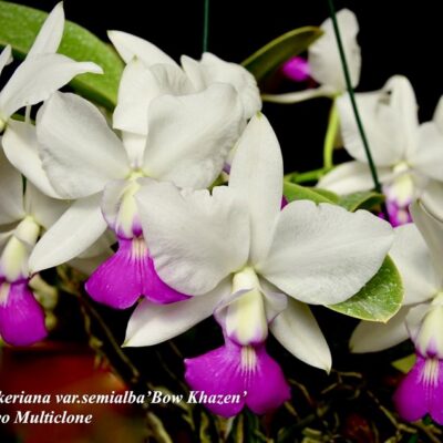Cattleya walkeriana semialba ‘Bonkhazen’