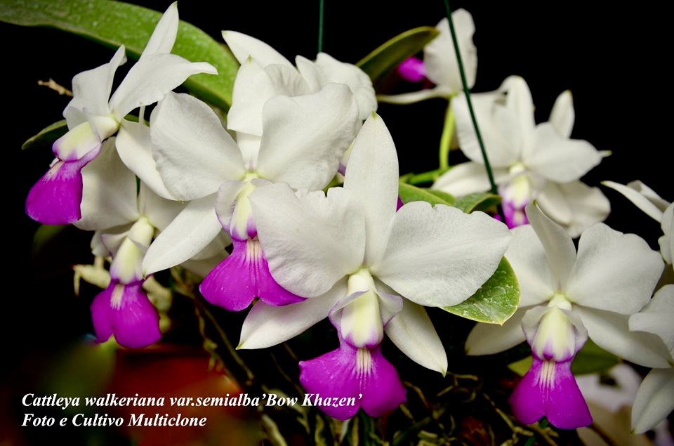 Cattleya walkeriana semialba ‘Bonkhazen’