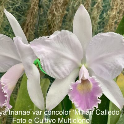 Cattleya trianae var.concolor’Miriam Calledo’