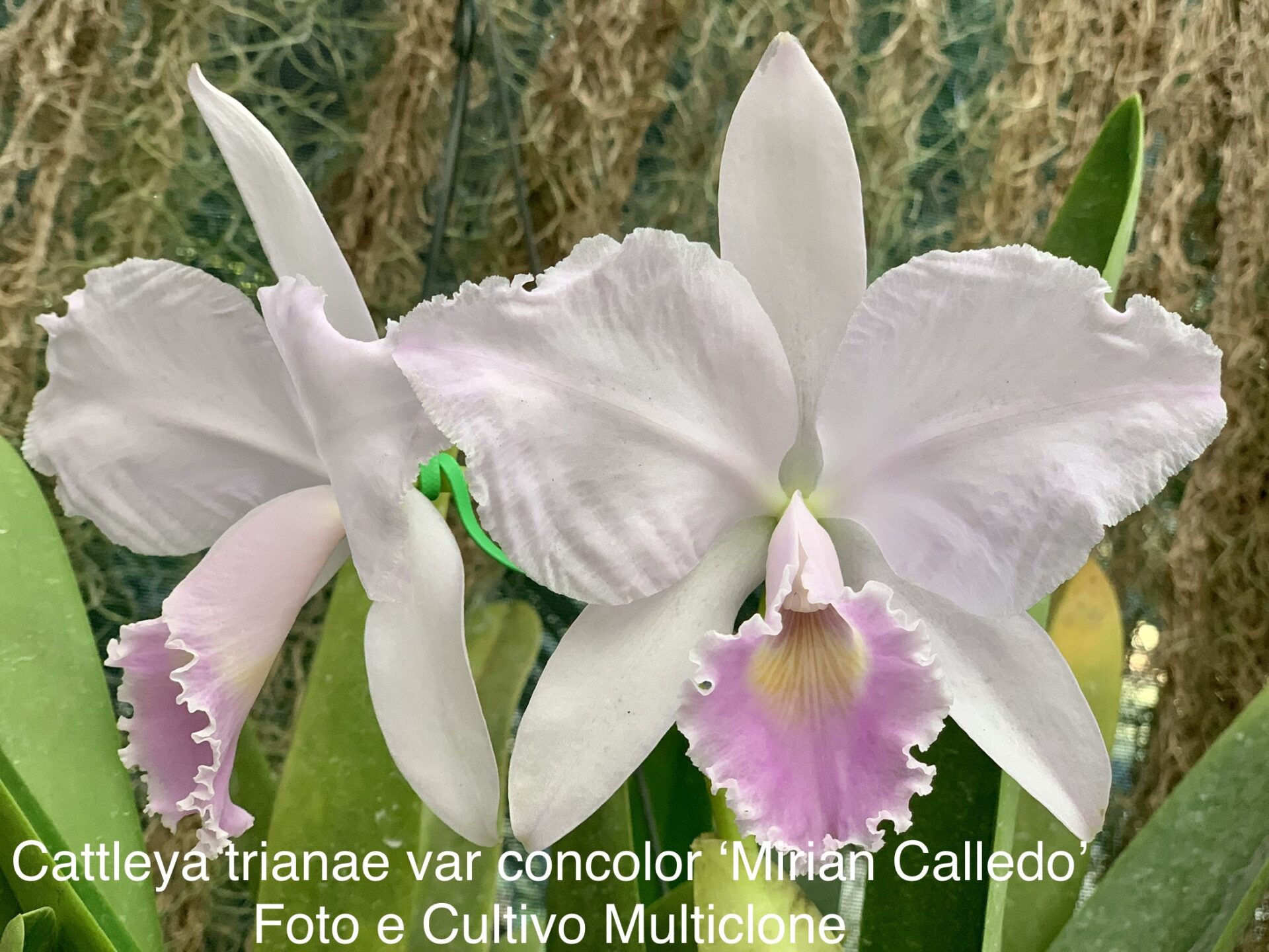 Cattleya trianae var.concolor’Miriam Calledo’