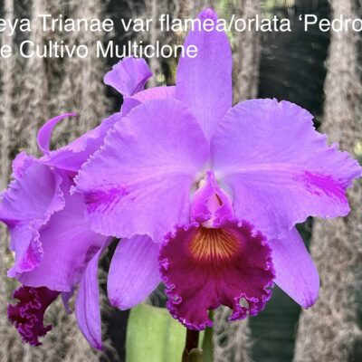 Cattleya trianae var.flamea ‘Pedro I’