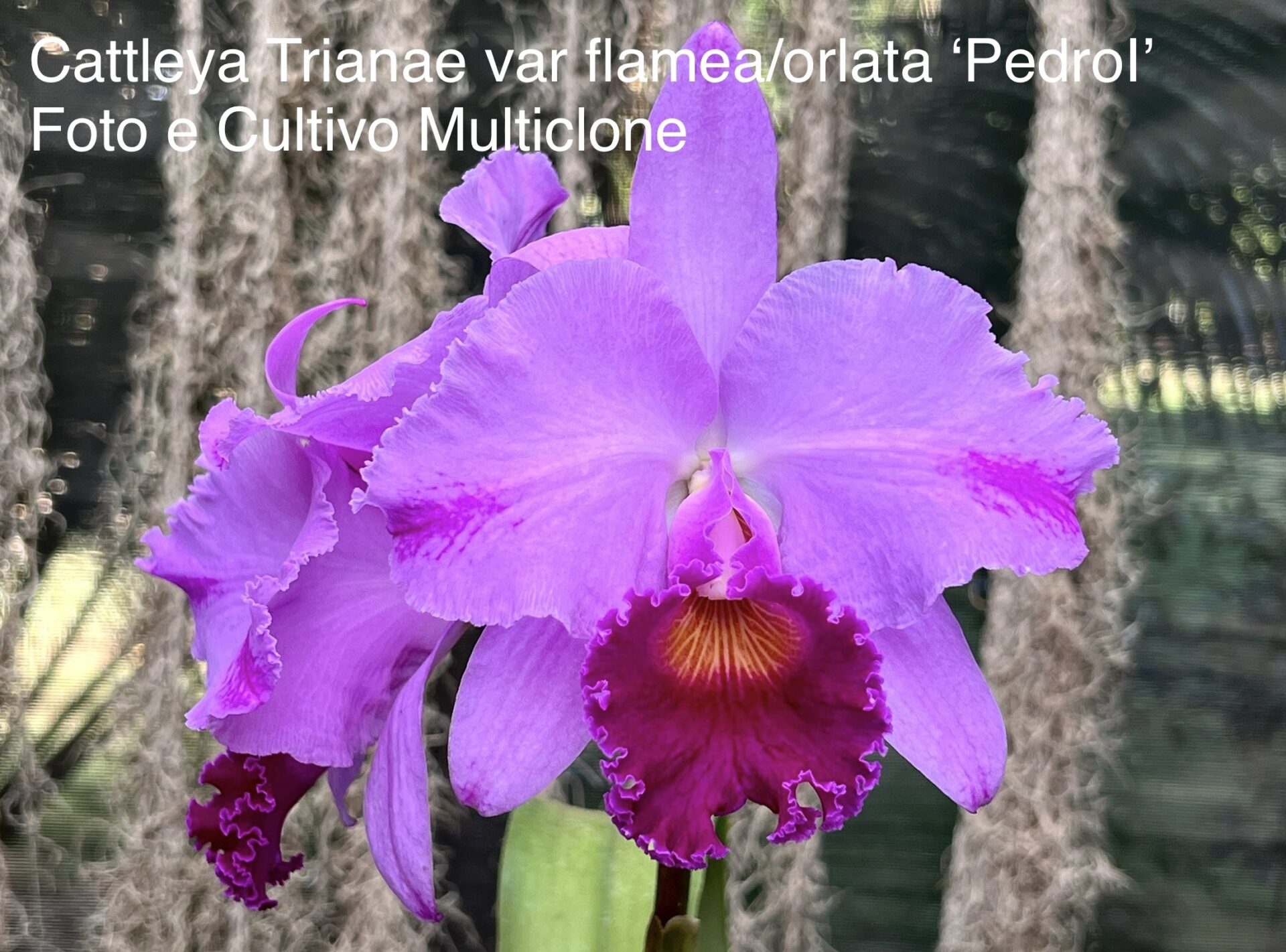 Cattleya trianae var.flamea ‘Pedro I’