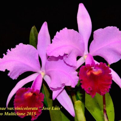 Cattleya trianae var.vinicolorata ‘José Luis’