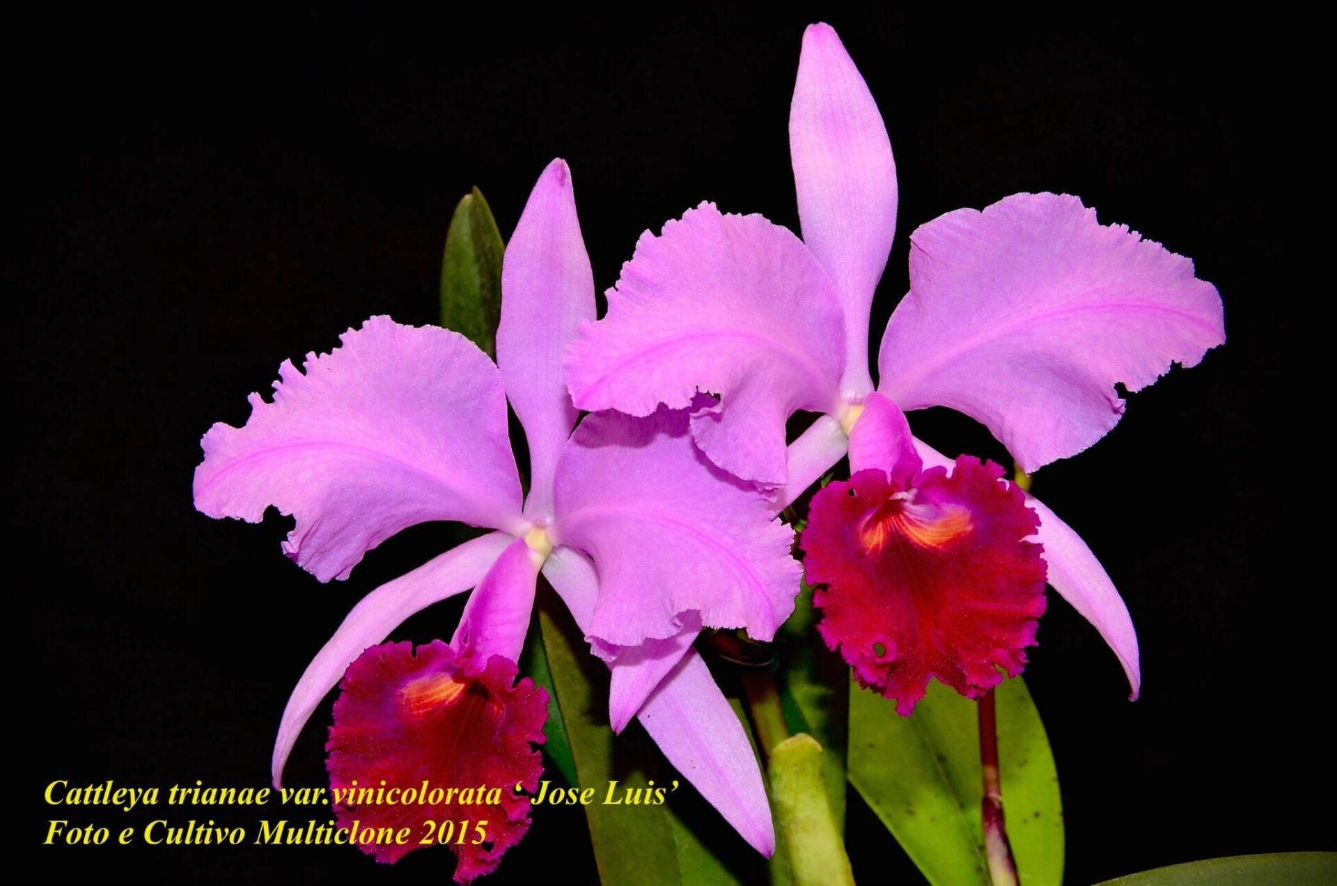 Cattleya trianae var.vinicolorata ‘José Luis’