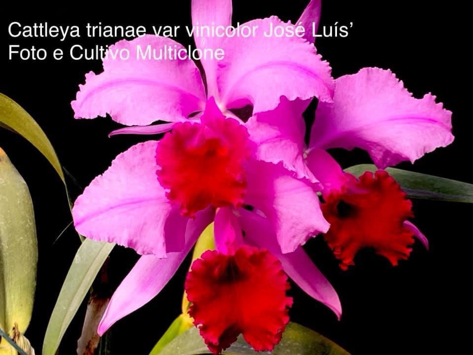 Cattleya trianae var.vinicolorata ‘José Luis’ - Imagem 3