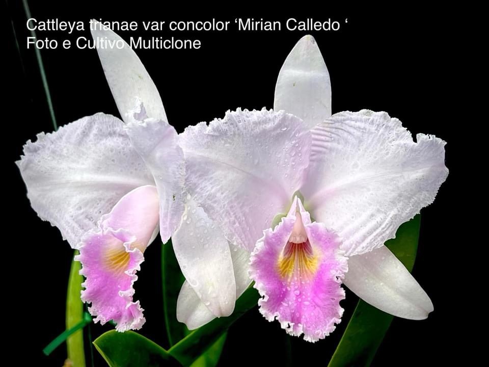 Cattleya trianae var.concolor’Miriam Calledo’ Planta natural - Imagem 2