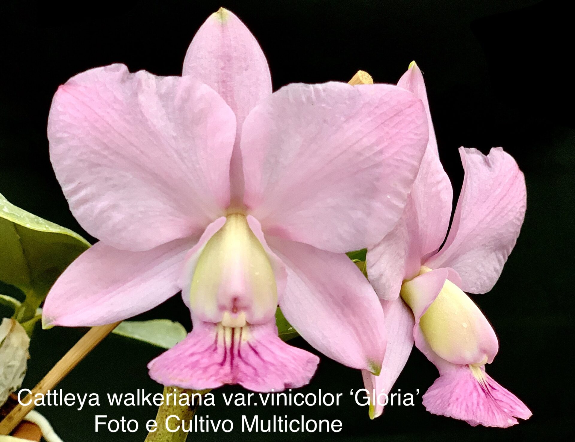 Cattleya Walkeriana Varvinicolor ‘glória Multiclone