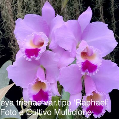Cattleya trianae var.tipo ‘Raphael Arango’
