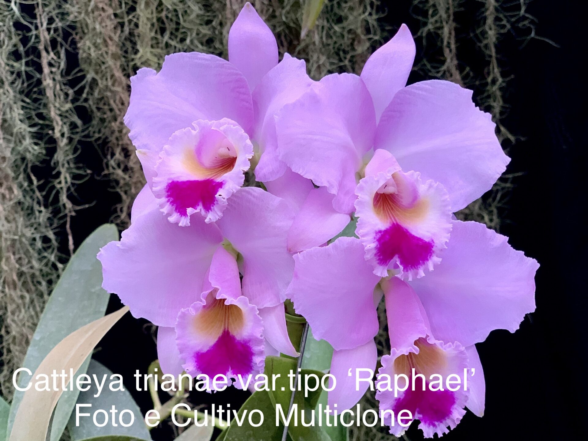 Cattleya trianae var.tipo ‘Raphael Arango’