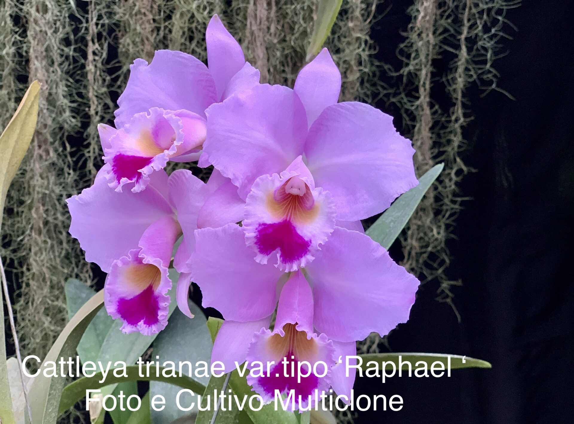 Cattleya trianae var.tipo ‘Raphael Arango’ - Imagem 2