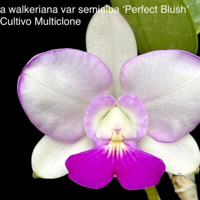 Cattleya walkeriana var semialba ‘Perfect Blush’ Original