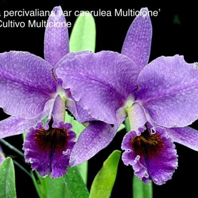 Cattleya percivaliana var caerulea/marmorata ‘Multiclone’