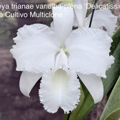 Cattleya trianae var alba plena ‘Delicatissima’ Planta Natural