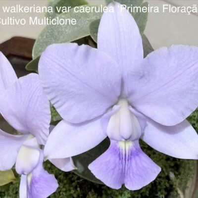 Cattleya walkeriana var caerulea ‘Primeira Floração