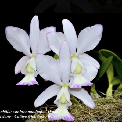 Cattleya nobilior var brennandiano ‘Ovídio’ Planta Natural