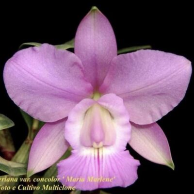 Cattleya walkeriana var vinicolor ‘Maria Marlene’ Planta Natural