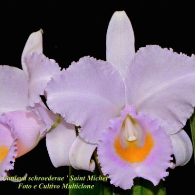Cattleya schroederae var tipo ‘San Michel’ Planta Nativa