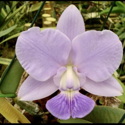 Cattleya walkeriana var caerulea ‘Toque Divino’ A15