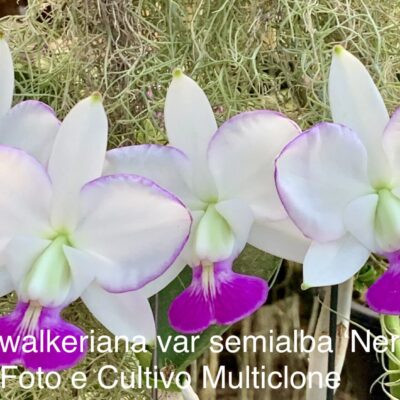 Cattleya walkeriana var semialba ‘Nereida’