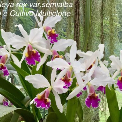 Cattleya rex var.semialba