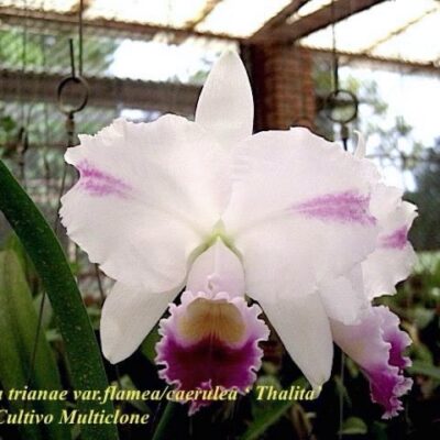 Cattleya trianae var flamea caerulea ‘Thalita’