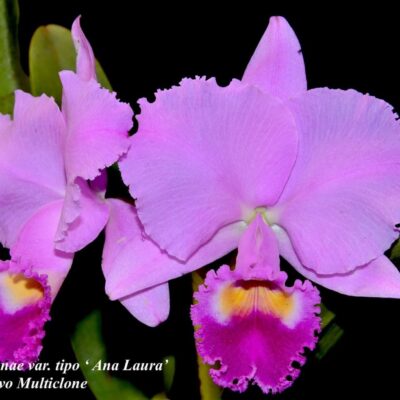 Cattleya trianae var tipo ‘Ana Laura’
