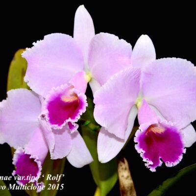Cattleya trianae var tipo ‘Rolf Altenburg ‘
