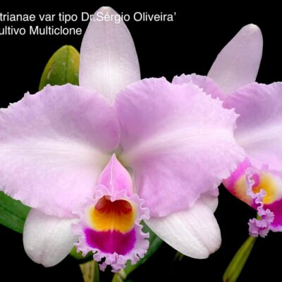 Cattleya trianae var tipo ‘Dr. Sérgio Oliveira’