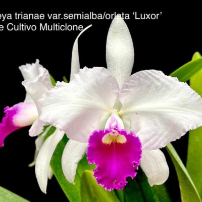 Cattleya trianae var suave/orlata ‘Luxor’