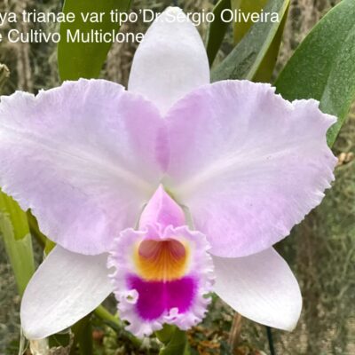 Cattleya trianae var tipo ‘Dr. Sérgio Oliveira’
