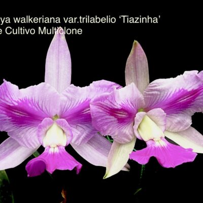 Cattleya walkeriana var pelorica/semialba’Tiazinha’