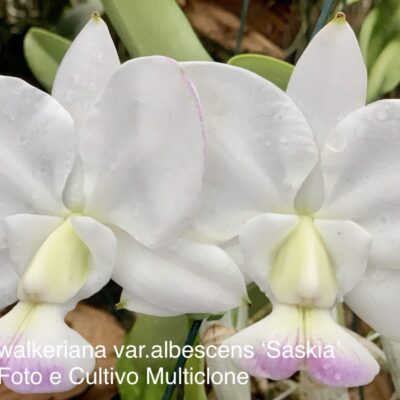 Cattleya walkeriana var albescens ‘Saskia’