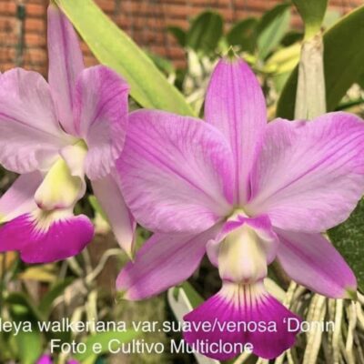 Cattleya walkeriana var suave/venosa ‘Donin’ Planta Natural