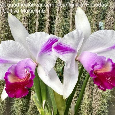 Cattleya quadricolor semialba/flamea ‘Posadas’