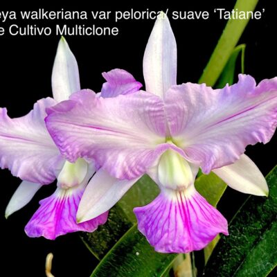 Cattleya walkeriana var pelorica/suave ‘Tatiane’