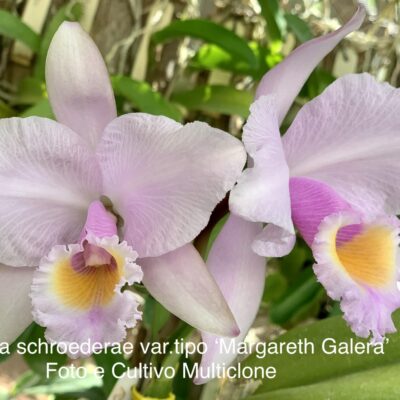 Cattleya schroederae var tipo ‘Margareth Galera’ AM/AOS