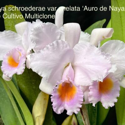 Cattleya schroederae var tipo/orlata ‘Auro de Naya’ planta natural