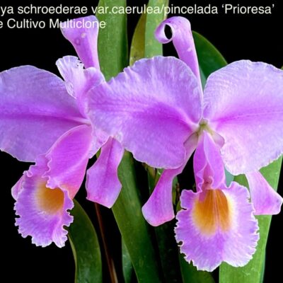 Cattleya schroederae var caerulea ‘Prioresa’
