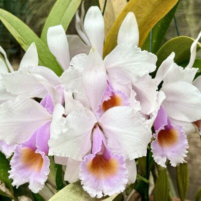 Cattleya schroederae var carnea ‘Royale’