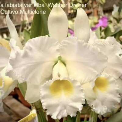 Cattleya labiata var.alba ‘Walther Dreher’