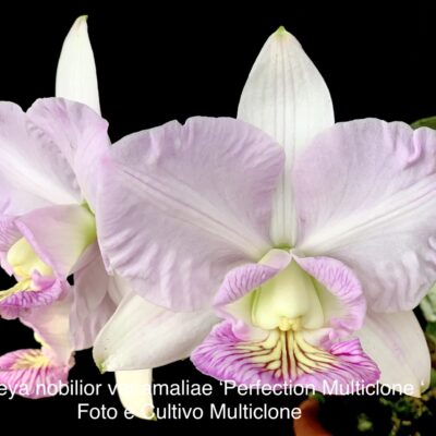 Cattleya nobilior var Amaliae ‘Perfection’ Original