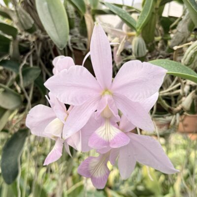 Cattleya nobilior var vinicolor ‘Leões de Bragança ‘