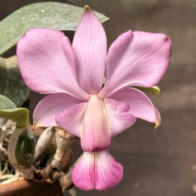Cattleya walkeriana var vinicolor/feiticeira ‘Sr.Natal’ Nativa