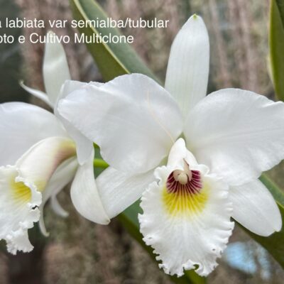 Cattleya labiata var.semialba/tubular