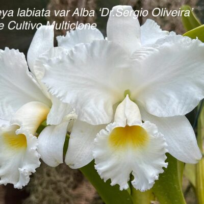 Cattleya labiata var alba ‘Dr.Sérgio Oliveira’  Planta Natural
