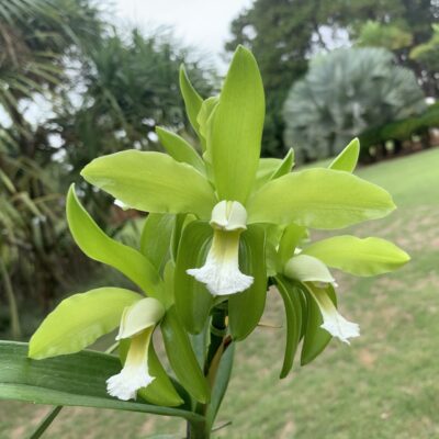 Cattleya granulosa var albina